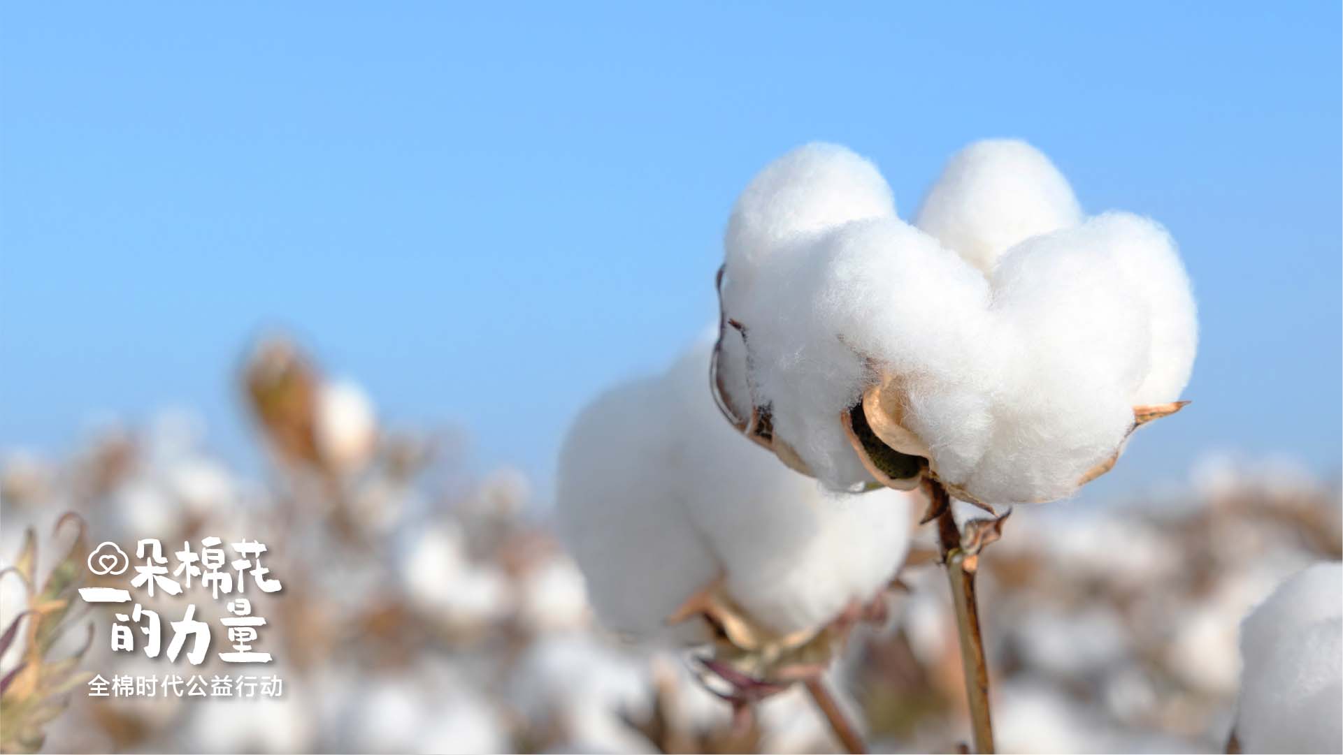 04一朵棉花的力量.jpg