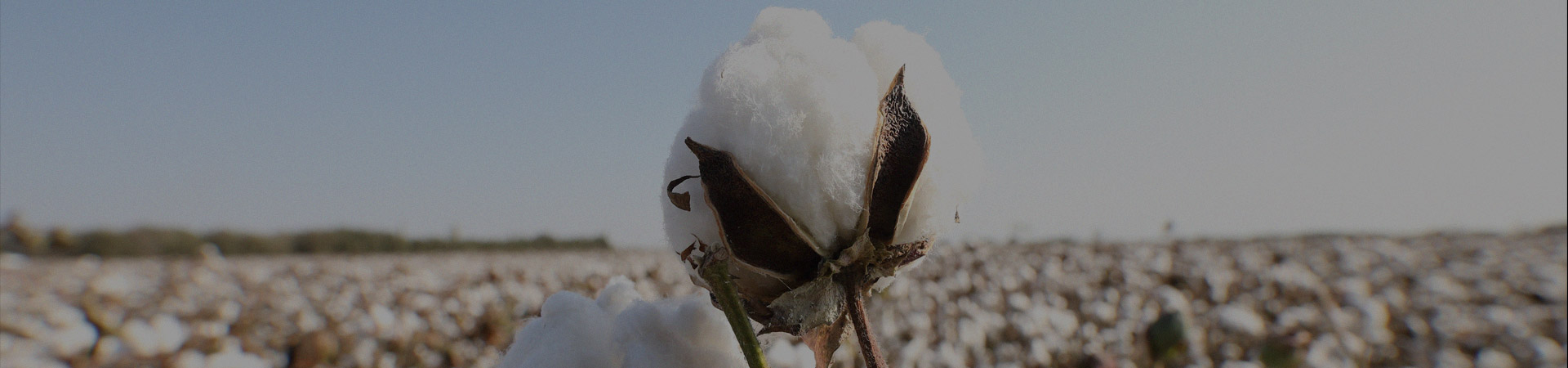 可持續(xù)行動探索