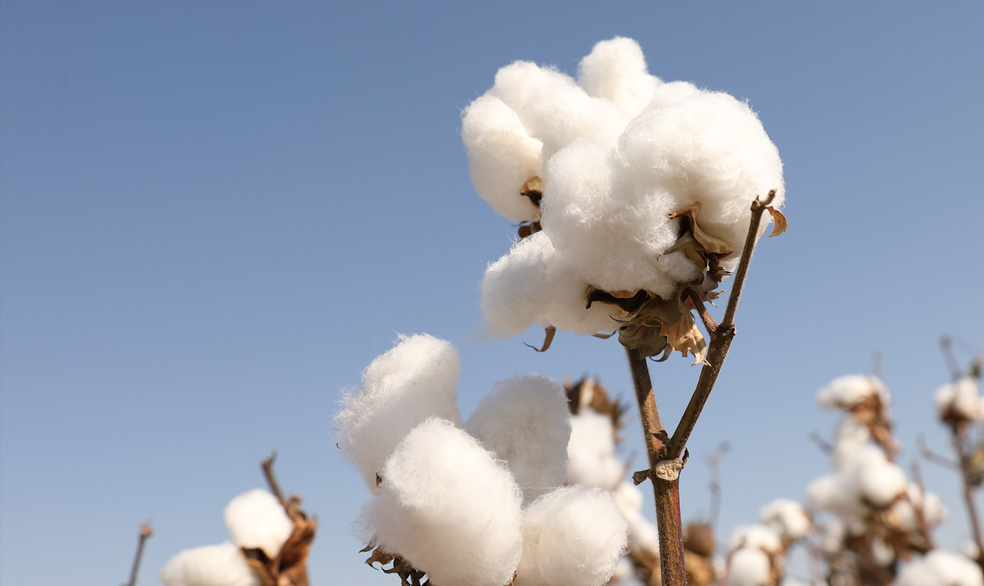 夢(mèng)想和熱愛(ài)