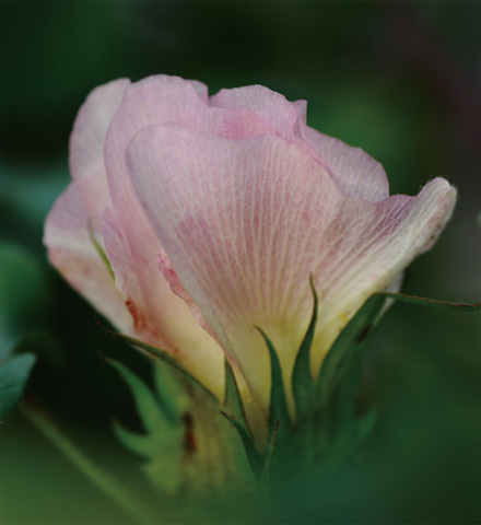 環(huán)保的纖維