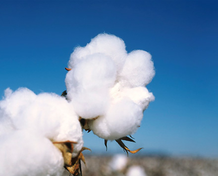 可持續(xù)的纖維