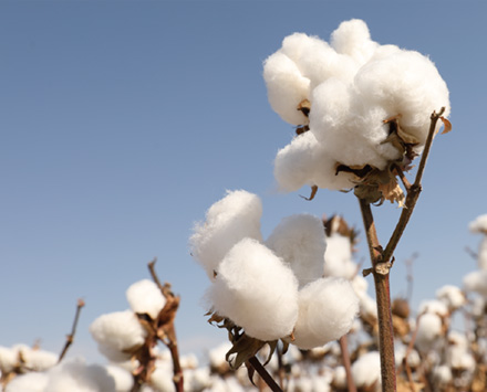 具有社會價值的農(nóng)作物