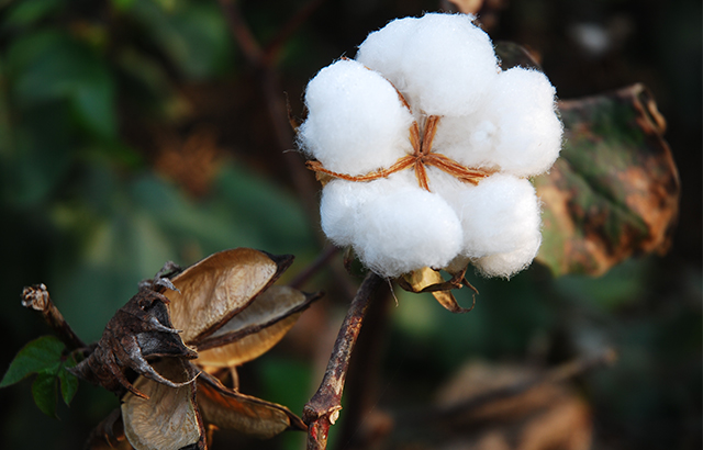 jkaven《微觀下的棉花蕾鈴》