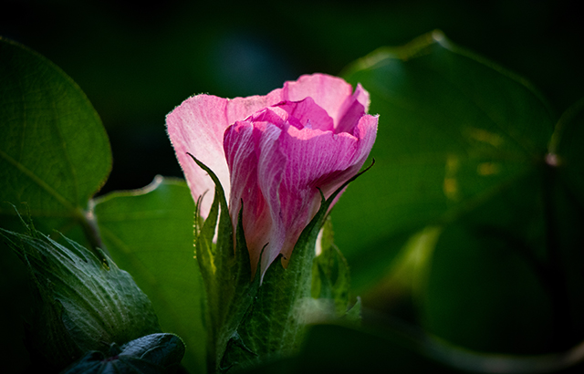 易明月組照 《天山腳下種棉人》