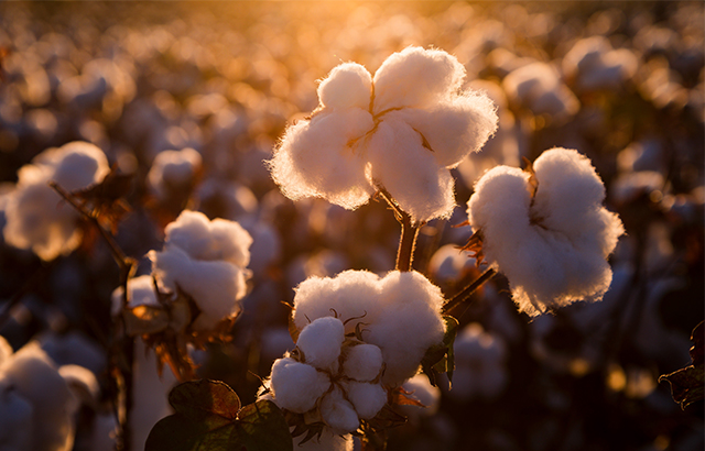 趙代勝《盛開的棉花》