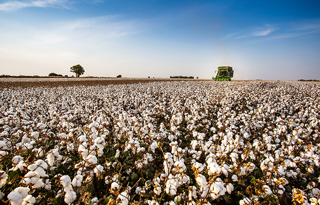 顧軍《機(jī)器采棉》