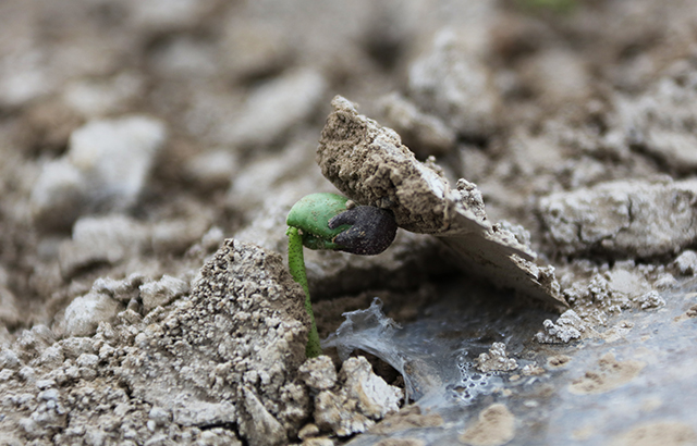 梓《在希望的田野上》